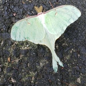 Meet your Posher, Maddi